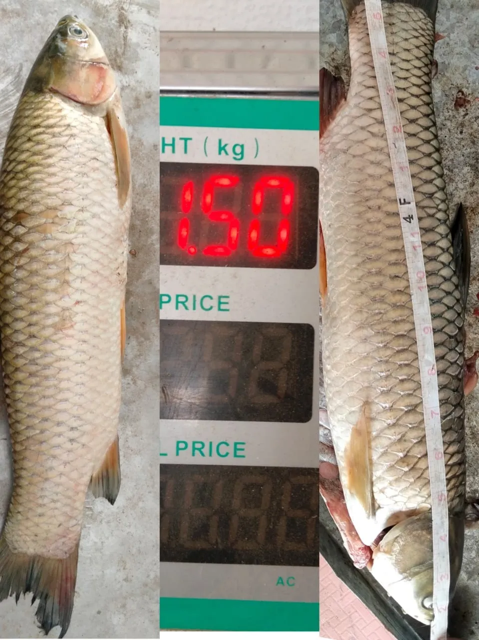 A rohu on a hanging scale