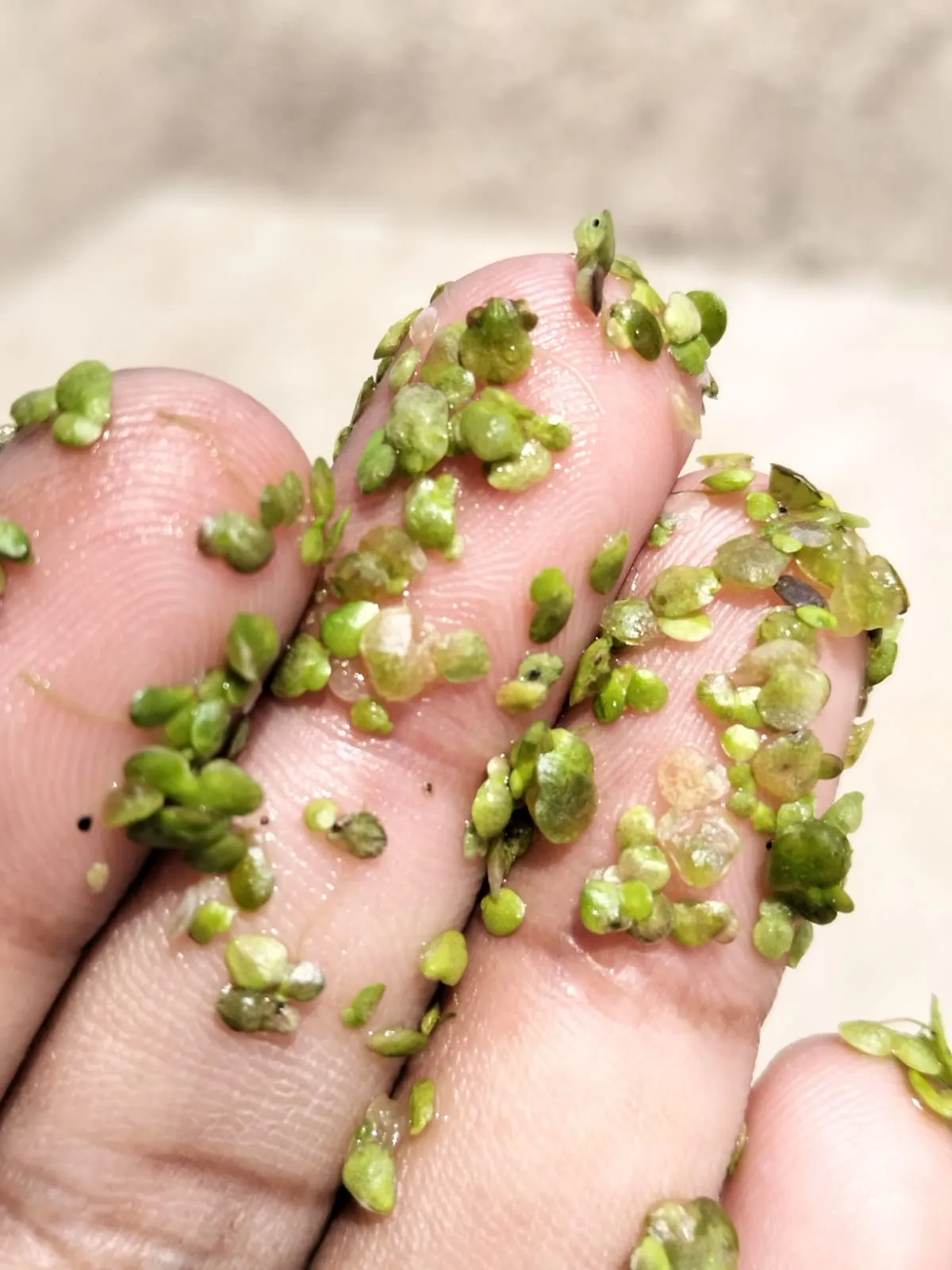 Fresh duckweed fronds on a fingertip