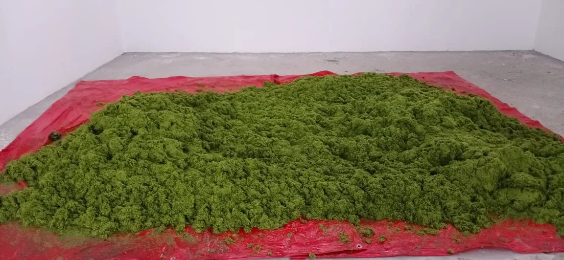 Freshly harvested duckweed spread out to dry on a tarpaulin