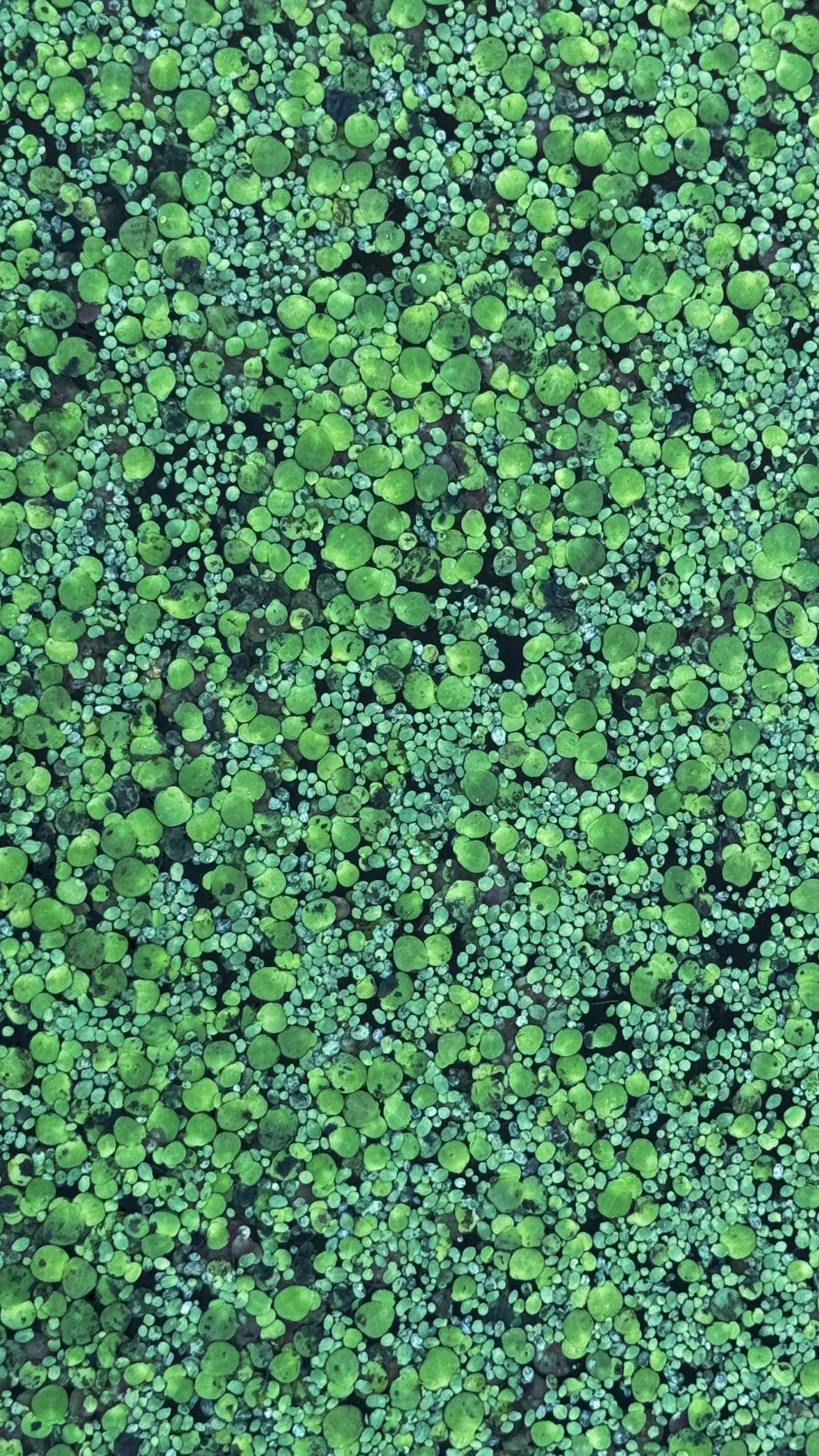 Duckweed fronds on the surface of a raceway, seen from above