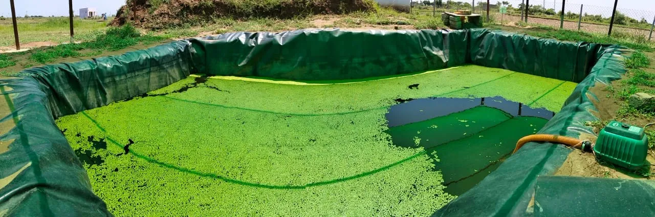 A mother-culture pond covered in duckweed