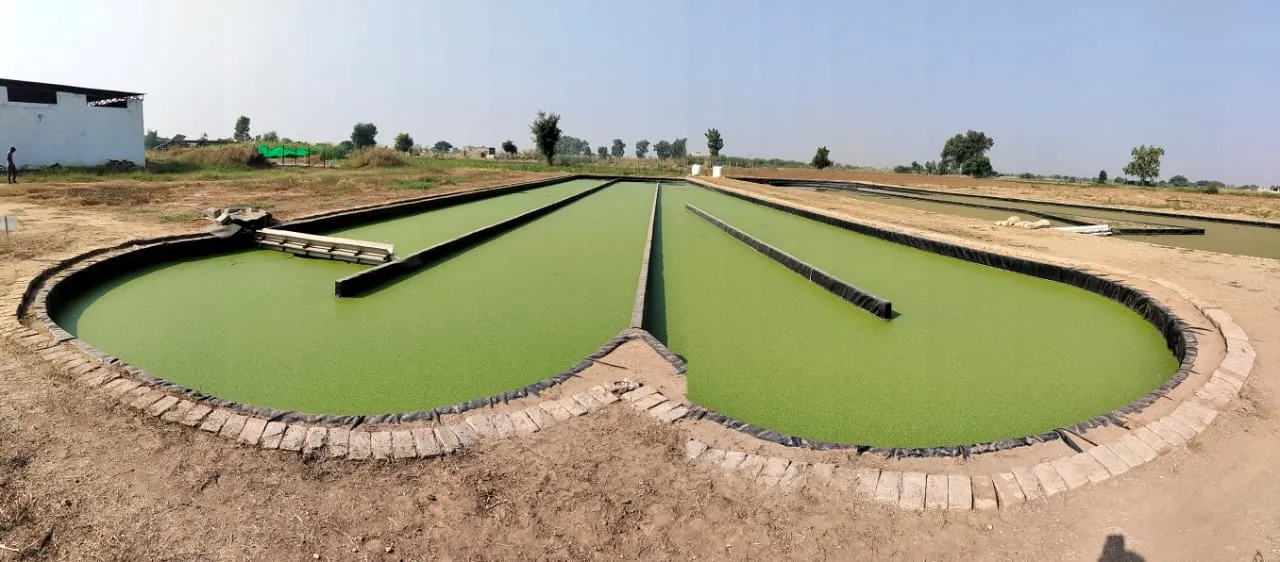 Two duckweed raceways side by side, lined in black HDPE with brick edging