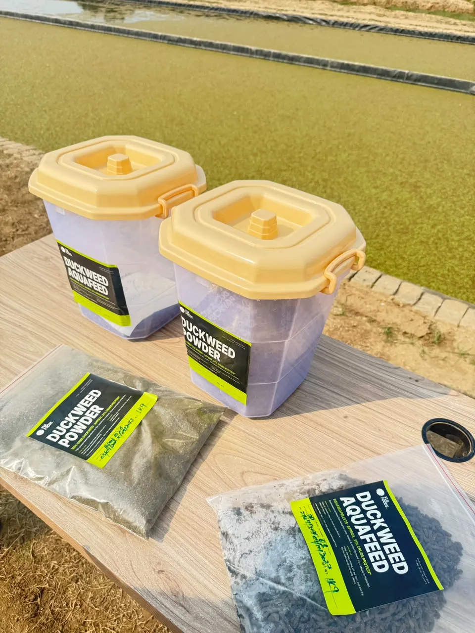 Tubs and bags of duckweed aquafeed and duckweed powder on a table beside a raceway