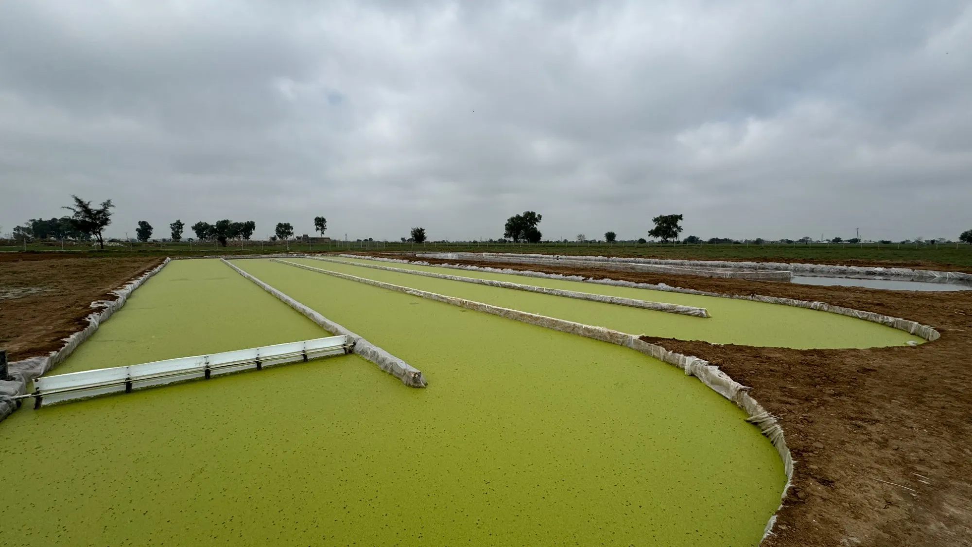 A curved raceway pond at the FUL Foods site