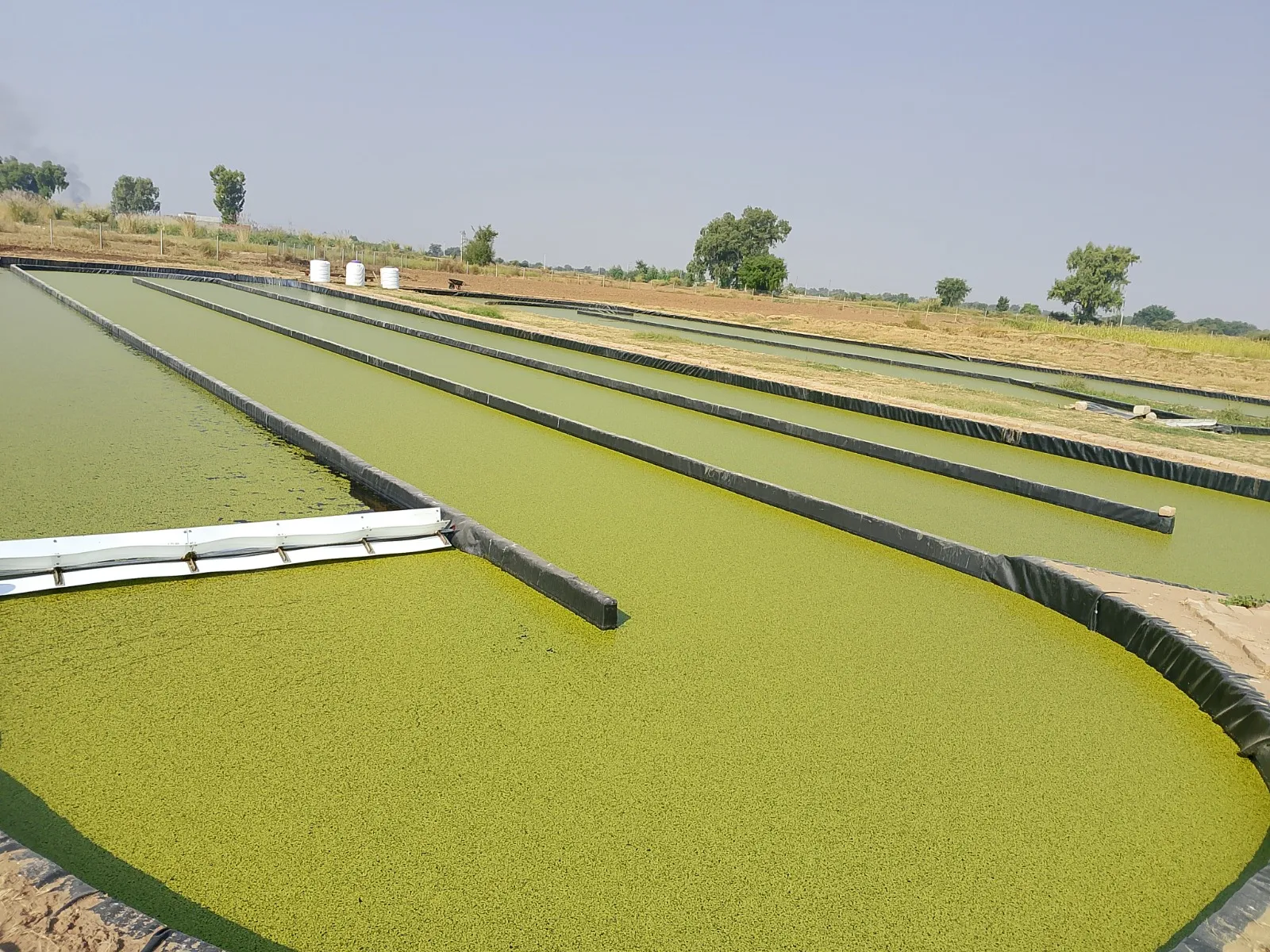 The curved end of a raceway, its surface covered in duckweed