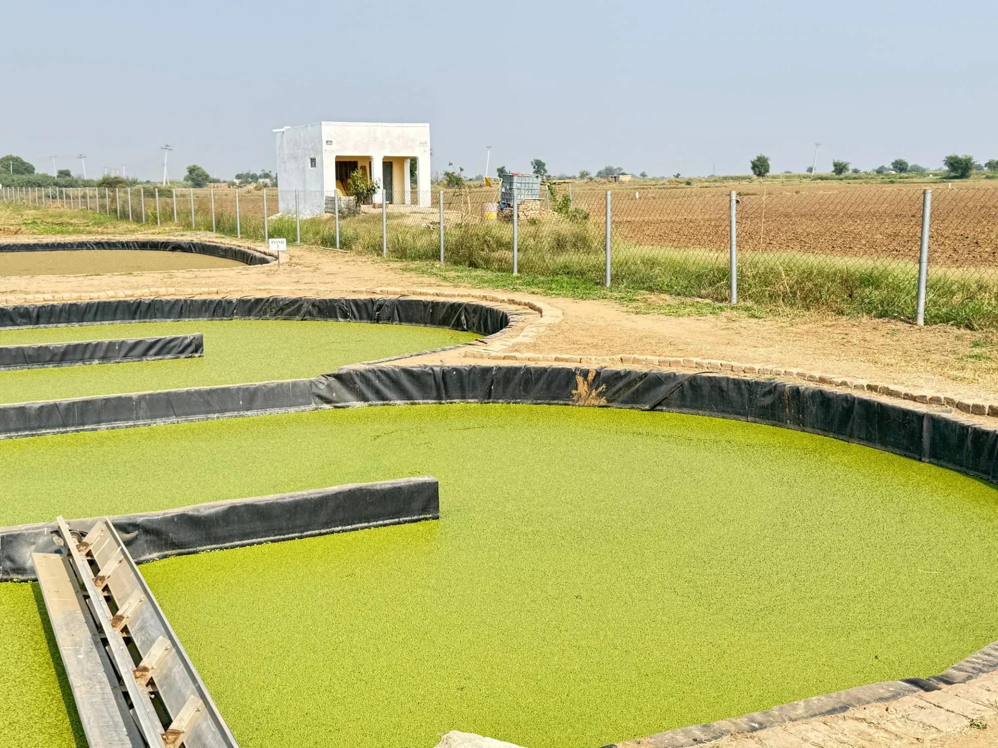 A FUL Foods raceway near Islamabad, its surface bright green with duckweed, lined in black HDPE