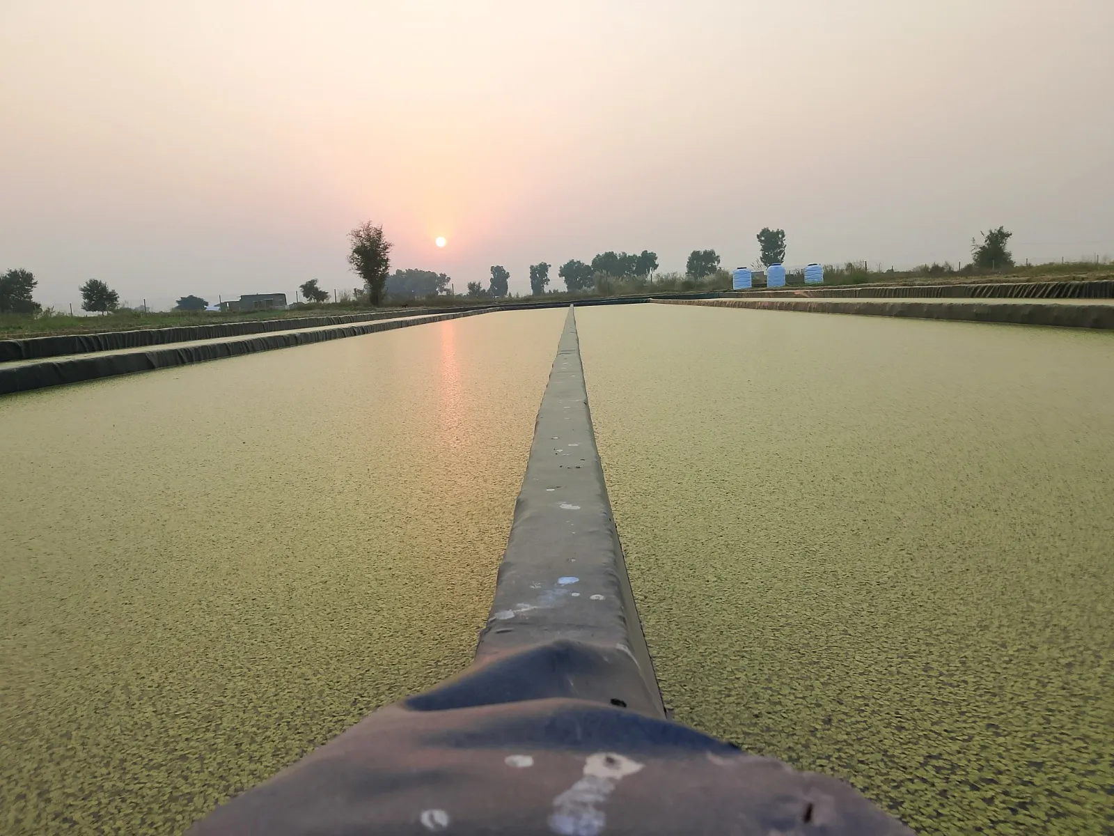 A FUL Foods raceway pond at sunset