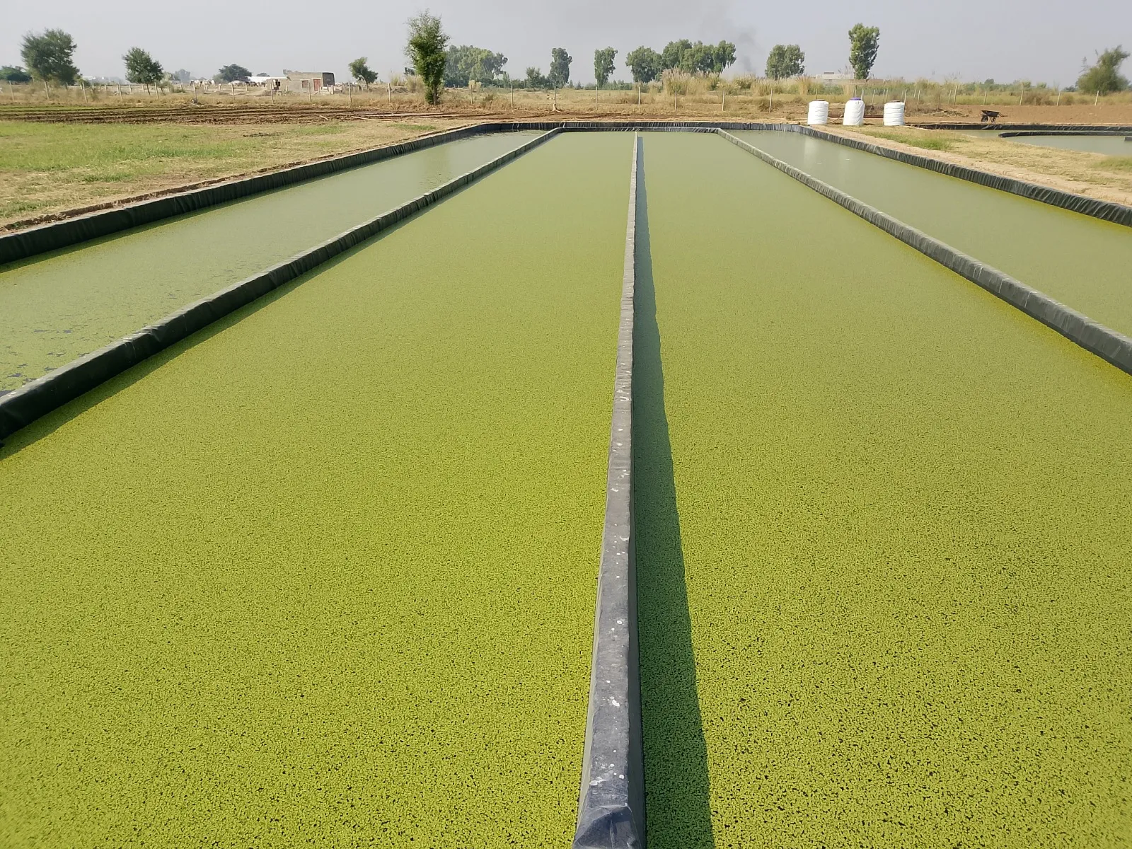 Long straight raceway channels covered in duckweed