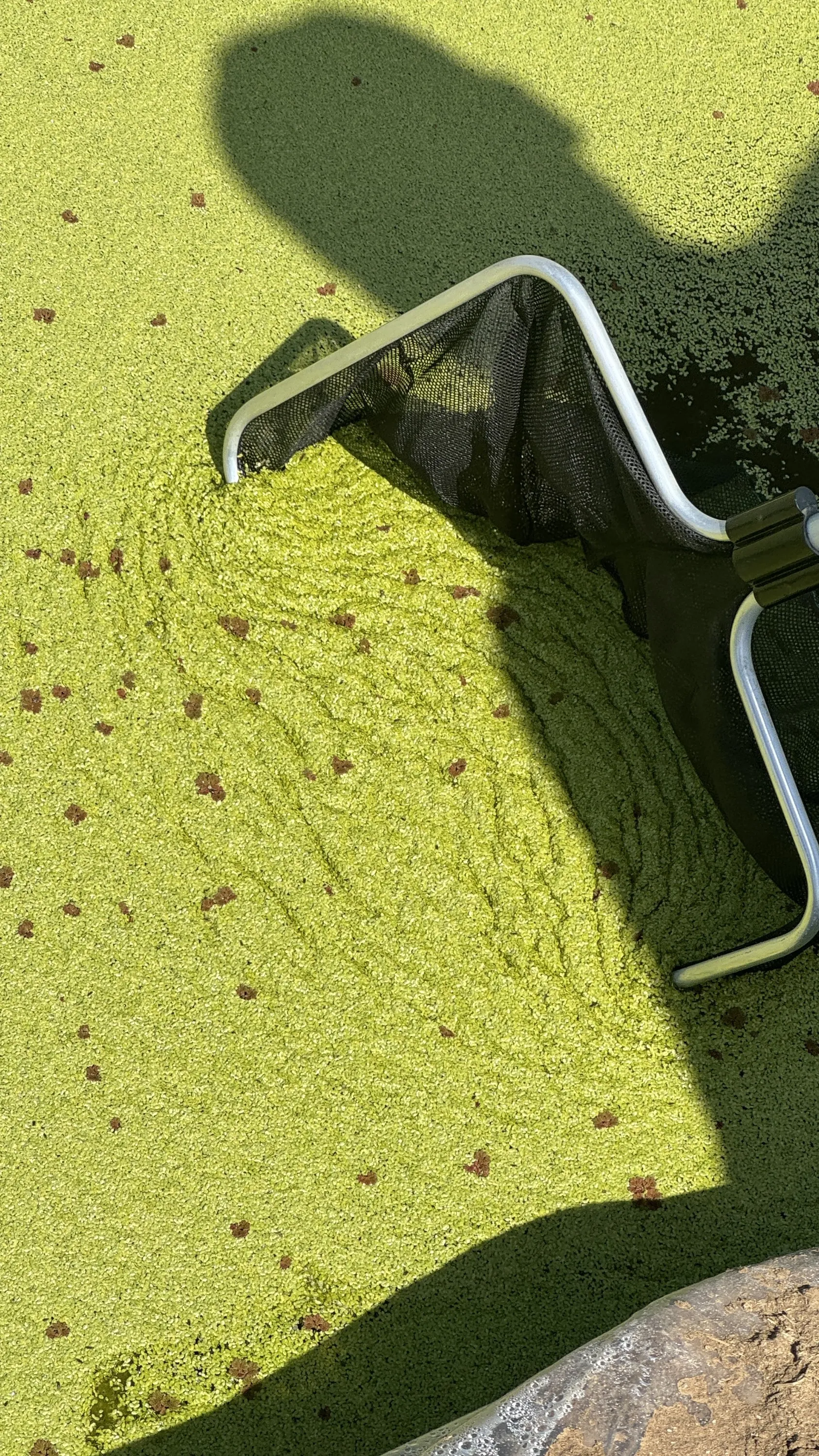 A harvest scoop lifting duckweed from the raceway