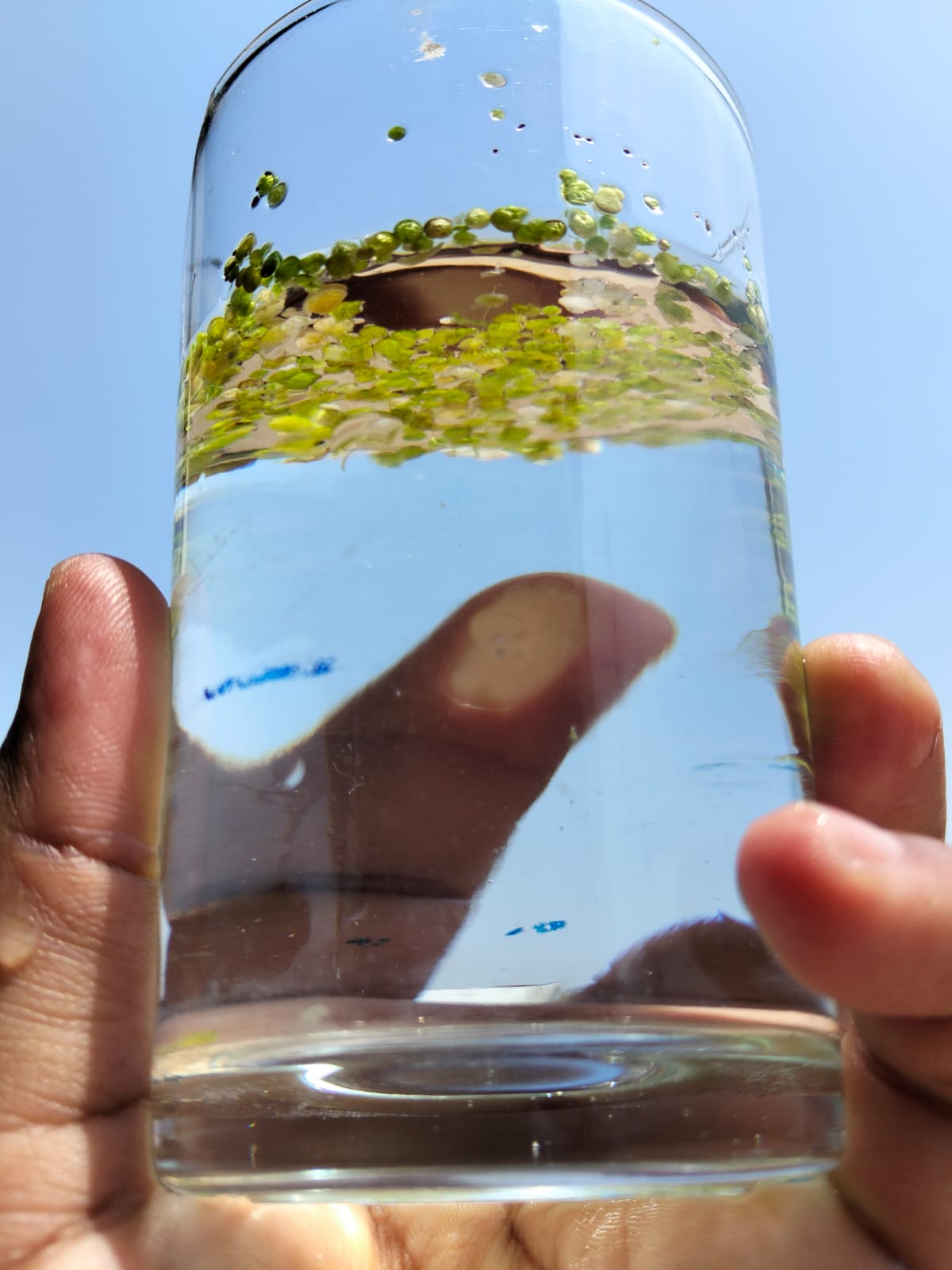 Duckweed specimen in jar