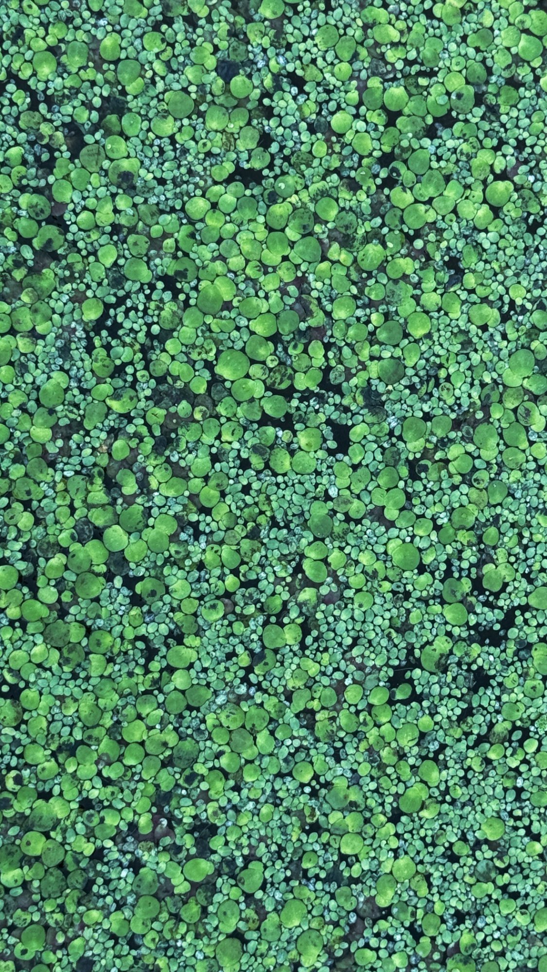 Duckweed macro