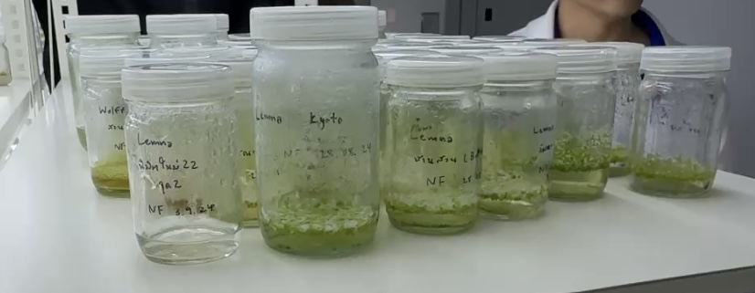 Duckweed strain samples