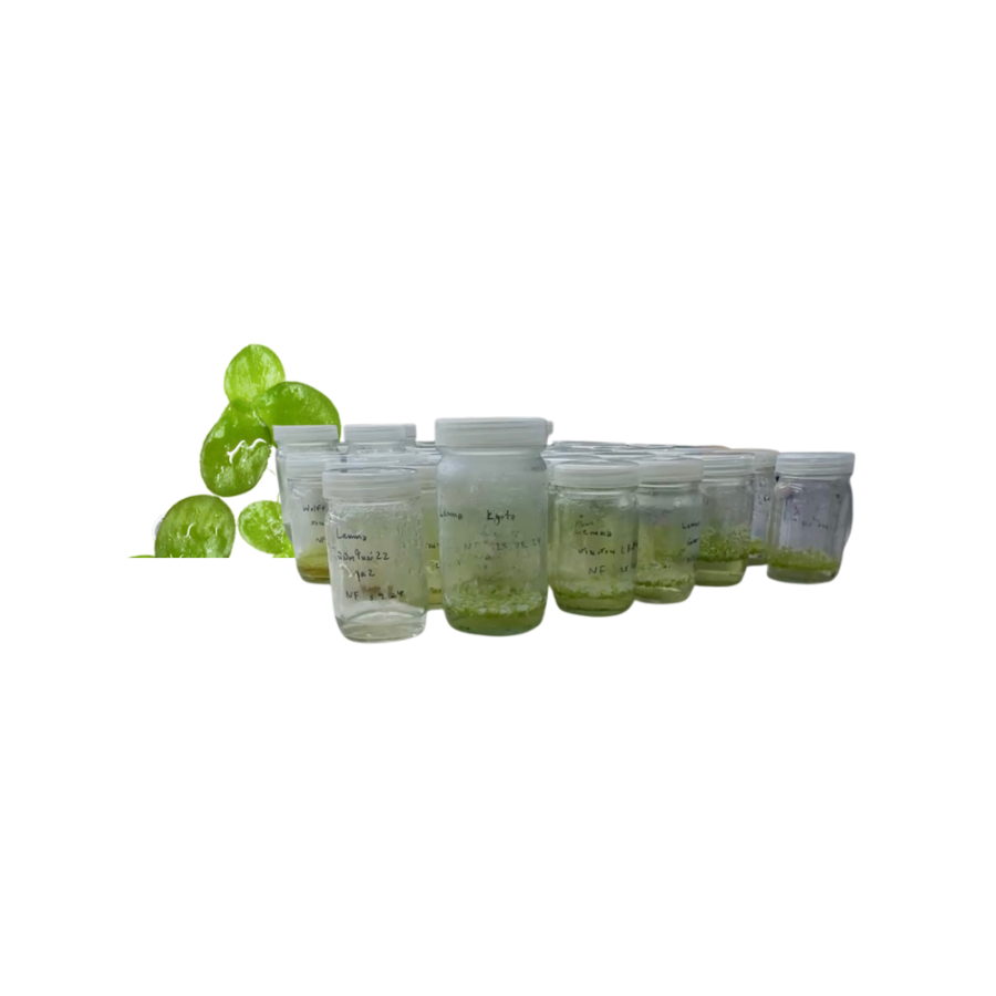 Duckweed strain culture jars