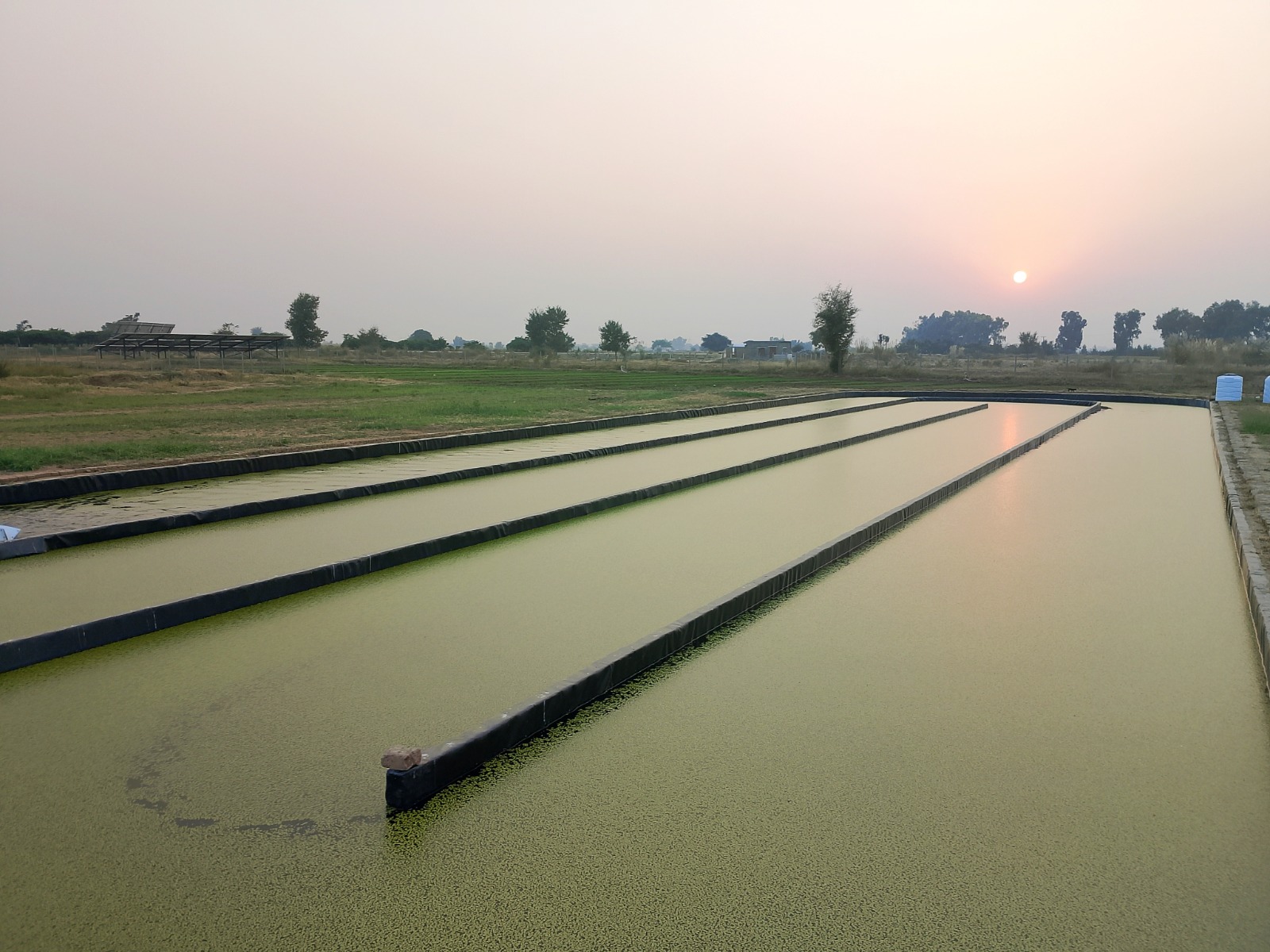 Ful Foods production ponds at sunset