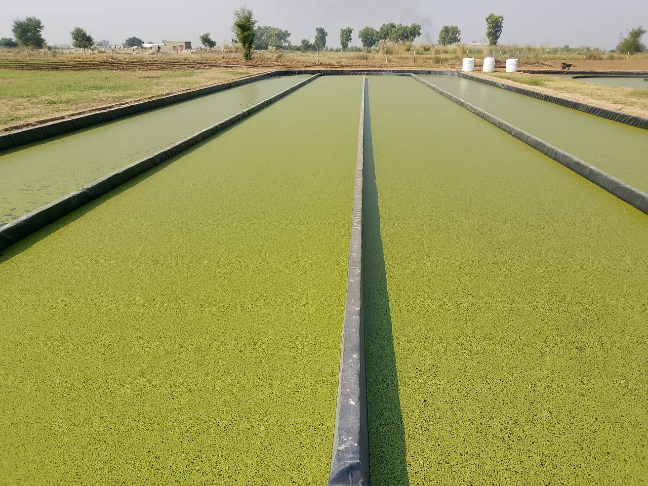 Ful Foods duckweed raceway ponds